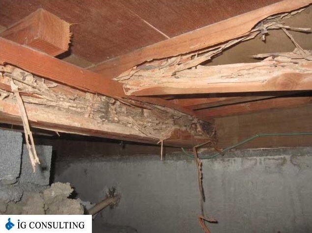 床下のシロアリ被害写真